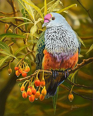 JEWELS OF THE FOREST - ROSE CROWNED PIDGEON by Stephen Jesic
