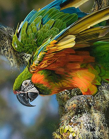 WHO'S FLYING - HYBRID_MILITARY + BLUE AND GOLD MACAW by Stephen Jesic