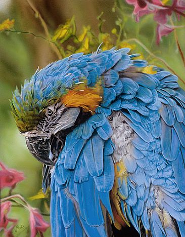 A PEACEFULL GROOM - BLUE AND GOLD MACAW by Stephen Jesic