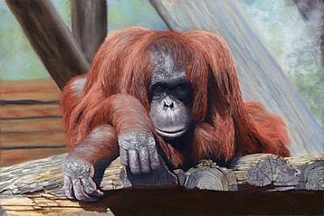 People Watching - Orangutan by Patsy Lindamood