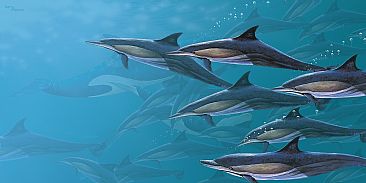 School in  - Common Dolphins and orcas by Barry Ingham