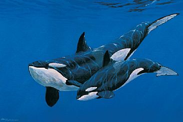 Orcas 1 - Killer Whales by Barry Ingham