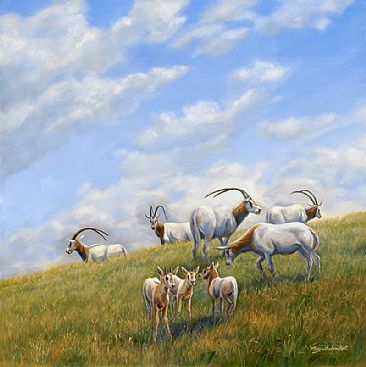 Playtime - Scimitar horned oryx - Northern Africa - endangered by Mary Louise Holt
