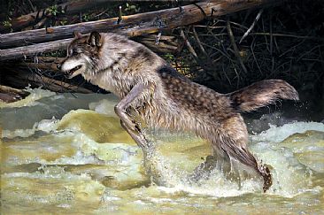 Leap of Faith - Grey wolf  by Julia Hargreaves