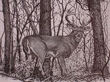 Big Buck - A big buck roams the woods by Sarah Baselici