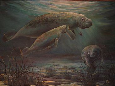 Nursing  - A family of manatees with the baby nursing by Sarah Baselici