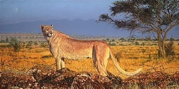 The Phantom - White Morph Cheetah by Guy Combes