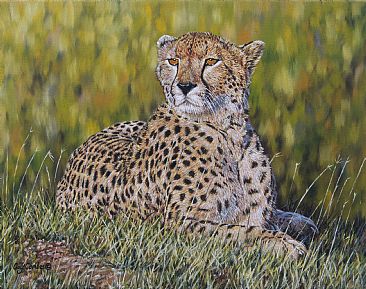 Lakira - Cheetah by Guy Combes