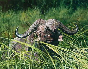 Mbogo Mkuu - Cape Buffalo by Guy Combes