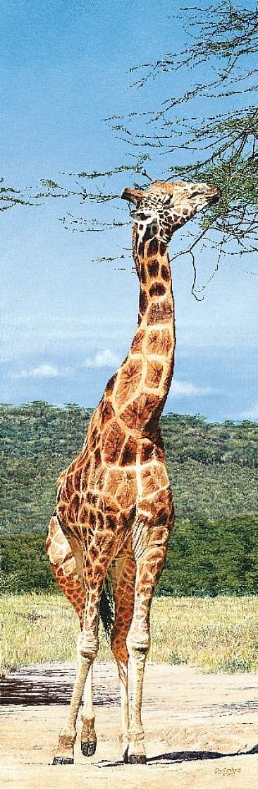 Rothschild Giraffe -  by Guy Combes
