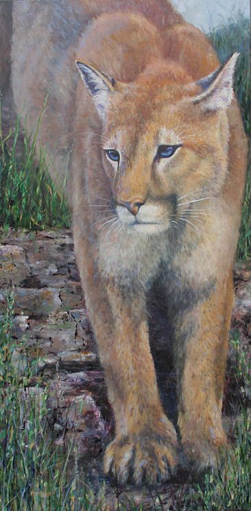 Interlude - Mountain Lion  by Michelle McCune