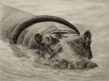 Hippopotamus - Hippopotamus amphibius by Ji Qiu