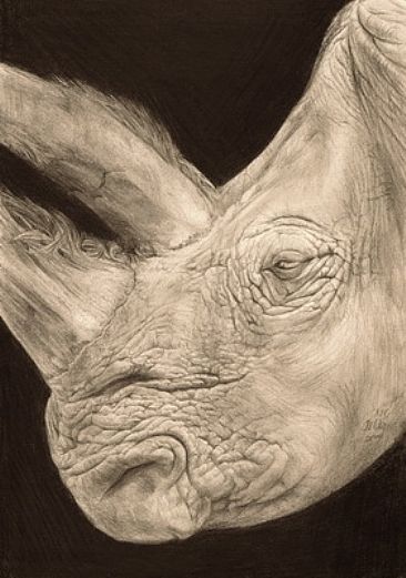 White Giant - White Rhinoceros by Ji Qiu