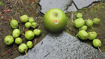 Nature´s one bad apple - fruit and fake apple, GMO by Hilde_Aga Brun