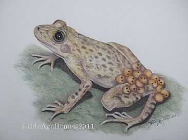 Threatened Midwife toad species Alytes mulentsis - Threatened Midwife toad species  by Hilde_Aga Brun