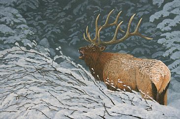 Bull Elk - Bull elk in snow by Chris Frolking
