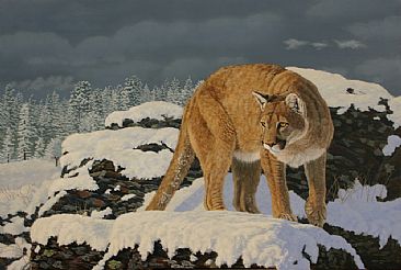 Cougar in the Snow - mountain lion in winter by Chris Frolking