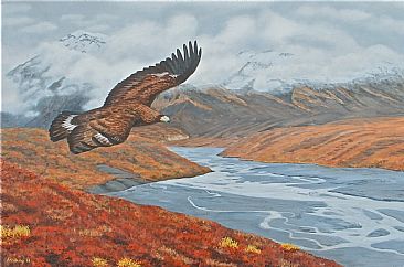 Golden Eagle in Denali - golden eagle by Chris Frolking