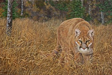 Cougar - cougar walking in grass by Chris Frolking