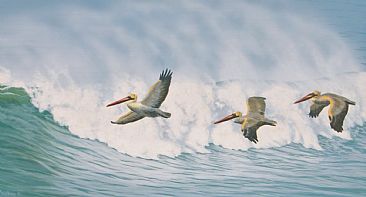 Pelican Migration - brown pelicans by Chris Frolking