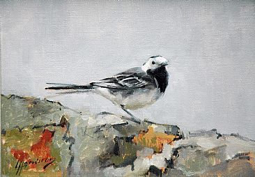 Pied Wagtail - Pied Wagtail by Lorna Hamilton