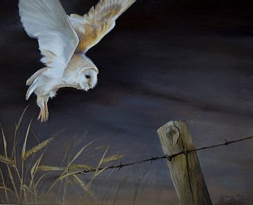 Silent Descent - Barn Owl by Lorna Hamilton