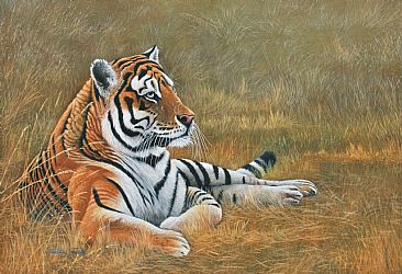 Resting Place, Bengal (Sold). - Bengal Tiger. by David Prescott