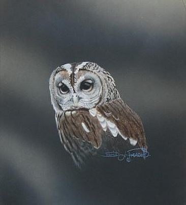 Tawny Owl Study (Sold)  - Tawny Owl by David Prescott