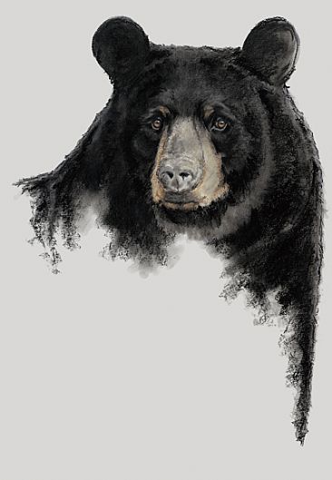 Sargent - American Black bear by Vicki Ferguson