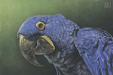 Hyacinth Macaw -  by Deborah Crossman