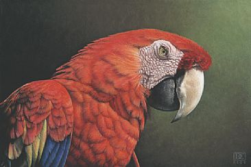 Scarlet Macaw -  by Deborah Crossman