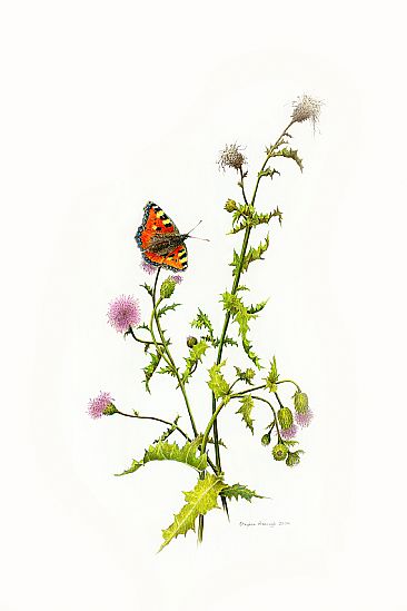 An English Tortioseshell - a Tortoiseshell Butterfly by Stephen Ascough