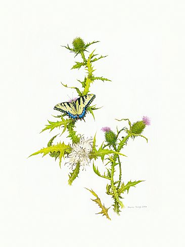 Not Afraid - Eastern Tiger Swallowtail on Thistle by Stephen Ascough