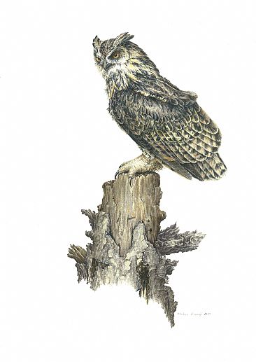 Surveying His Domain - Eagle Owl on stump by Stephen Ascough