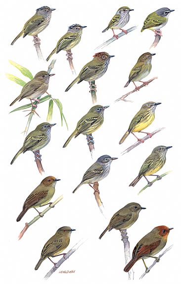 FLYCATCHERS 6 - Birds of Peru by Larry McQueen