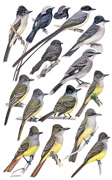 FLYCATCHERS 15 (Tyrannus, Myiarchus, etc.) - Birds of Peru by Larry McQueen