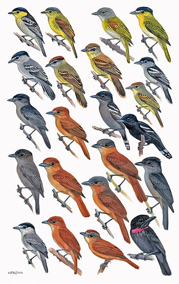 FLYCATCHERS 17 (Becards) - Birds of Peru by Larry McQueen