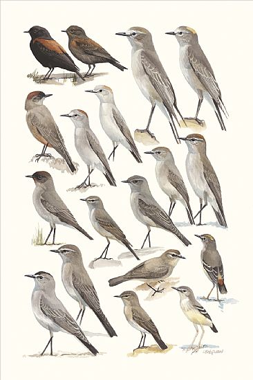 FLYCATCHERS 12 (Ground-Tyrants) - Birds of Peru by Larry McQueen