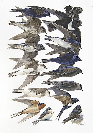 MARTINS and SWALLOWS - Birds of Peru by Larry McQueen