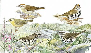 Panel 135 - E.warblers 10 - Birds of North America by Larry McQueen