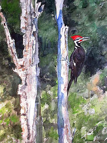 Pileated Woodpecker -  by Larry McQueen