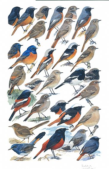 REDSTARTS - Birds of South Asia by Larry McQueen