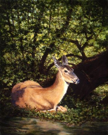 Beside Calm Water - A deer resting  by Linda Walker