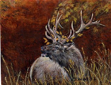 Bull Elk - Elk by LaVerne Hill