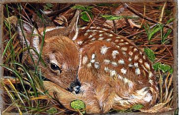 Awakening (sold) - fawn by LaVerne Hill