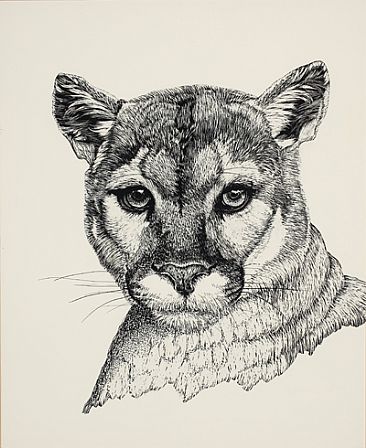  - Mountain Lion - Cougar by Eva Stanley