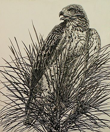 "Redtail in the Pine" - Hawk - Redtail Hawk by Eva Stanley