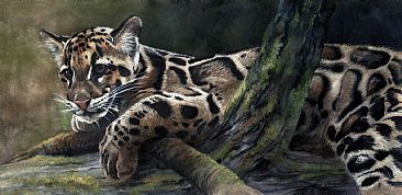Mostly Cloudy - Clouded Leopard by Anni Crouter