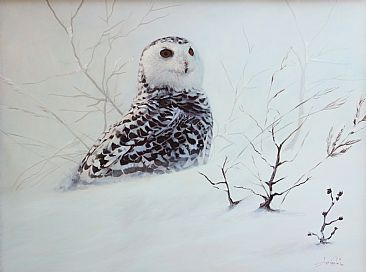 Northern Exposure - Snowy Owl by Anni Crouter