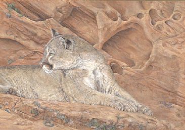 Peu' tookoop: The Great Cat of the Southwest. - Mountain Lion on Aztec sandstone by Sharon K. Schafer